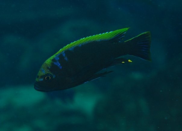 Cynotilapia aurifrons 'Luwino Reef'